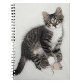 Zorro et son Carnet de souris (Devant)