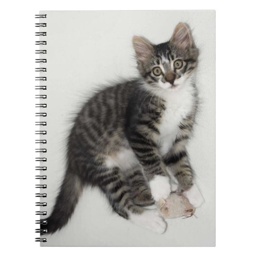 Zorro et son Carnet de souris (Devant)