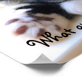 Zorro Kitten Par La Poster De La Fenêtre (Coin)