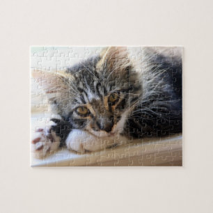 Zorro Par Le Puzzle De La Fenêtre