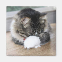 Zorro Shy Kitty Magnet Carré