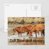Zout in de Wilde Paarden Briefkaart (Voorkant / Achterkant)