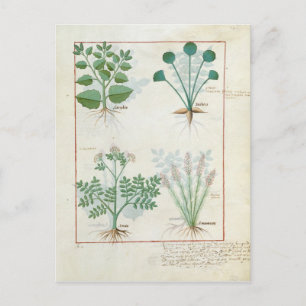 Zoute Struik en Anthora Absinthium en Cardamom Briefkaart