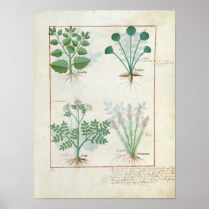 Zoute Struik en Anthora Absinthium en Cardamom Poster