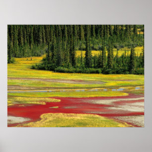 Zoute vlakte en bossen Nationaal park Hout Buffa Poster