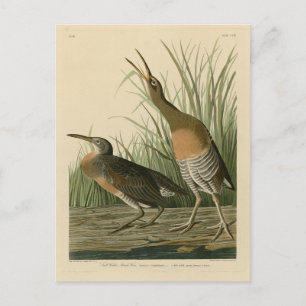 Zoutwaterkorf Hen - Amerikaanse vogels van Audubon Briefkaart
