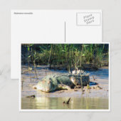 zoutwaterkrokodil briefkaart (Voorkant / Achterkant)