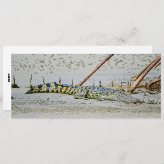 zoutwaterkrokodil feestdagenkaart (Voorkant / Achterkant)