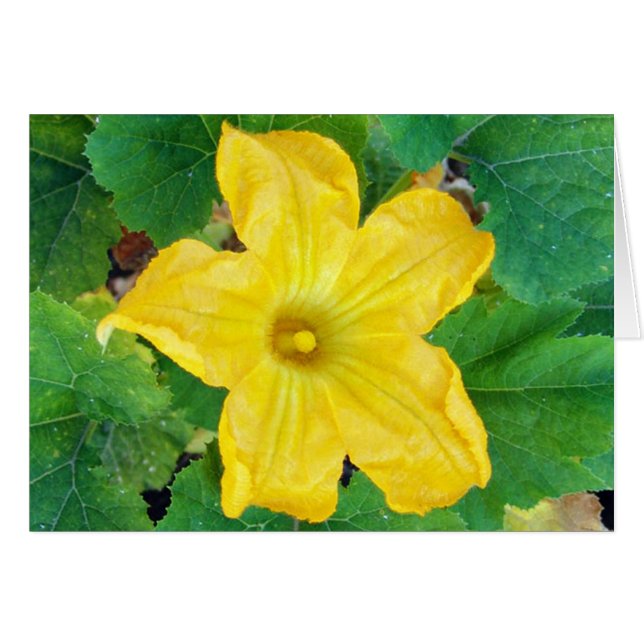 Zucchini Flower Kaart (Voorkant Horizontaal)