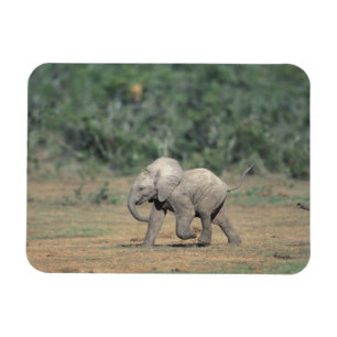 Zuid-Afrika, Addo Elephant Nat'l Park. Baby Magneet