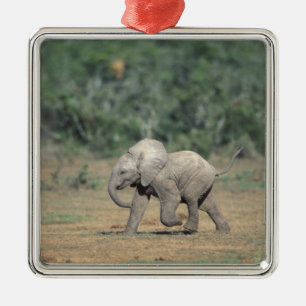 Zuid-Afrika, Addo Elephant Nat'l Park. Baby Metalen Ornament