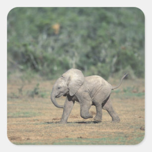 Zuid-Afrika, Addo Elephant Nat'l Park. Baby Vierkante Sticker