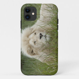Zuid-Afrika, East London, Inkwenkwezi Private iPhone 11 Hoesje