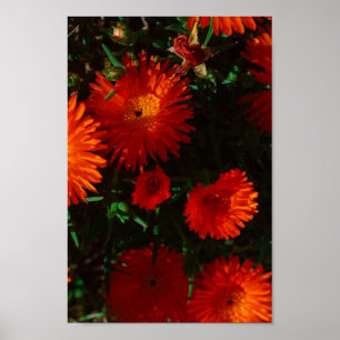 Zuid-Afrika Groen Oranje Succulent Flowers Poster