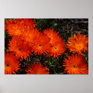 Zuid-Afrika Groene Oranje Succulente Bloemen Poster