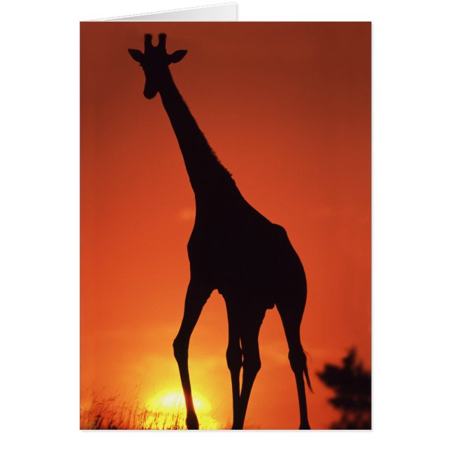 Zuid-Afrika, Kruger NP.  Giraffe (Giraffa (Voorkant)