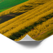 Zuid-Afrika landschap Canola Fields Poster (Hoek)