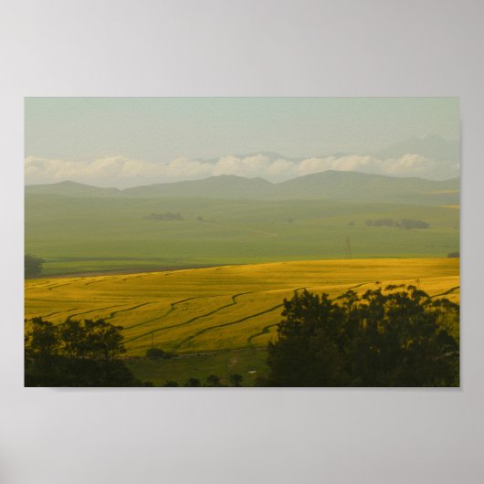 Zuid-Afrika Landschap Canola Fields Poster (Voorkant)