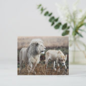 Zuid-Afrika Lion als koning Briefkaart (Staand voorkant)