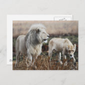 Zuid-Afrika Lion als koning Briefkaart (Voorkant / Achterkant)