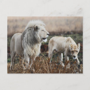 Zuid-Afrika Lion als koning Briefkaart