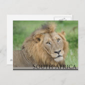 Zuid-Afrika - mannelijke leeuw Briefkaart (Voorkant / Achterkant)