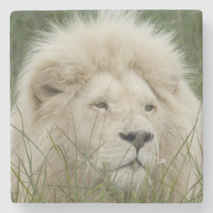 Zuid-Afrika, Oost-Londen, Inkwenkwezi Private Stenen Onderzetter