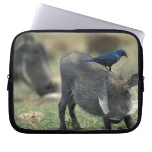 Zuid-Afrika, Pilanesburg GR, Wratzwijn Laptop Sleeve