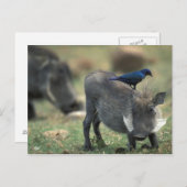 Zuid-Afrika, Pilanesburg, Warthog Briefkaart (Voorkant / Achterkant)