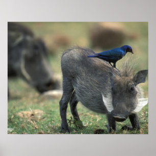 Zuid-Afrika, Pilanesburg, Warthog Poster