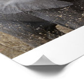 Zuid-Afrikaanse Baby olifant Poster (Hoek)