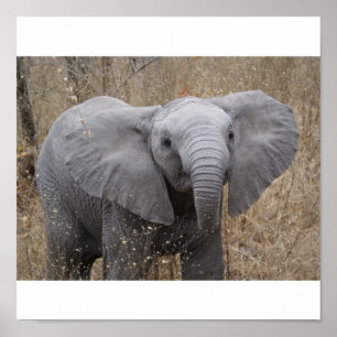 Zuid-Afrikaanse Baby olifant Poster