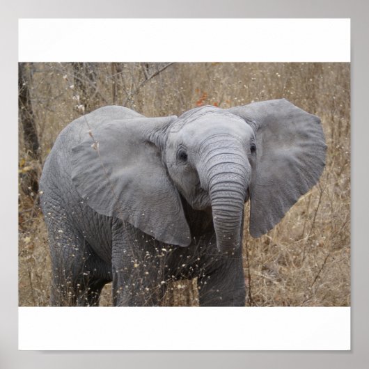Zuid-Afrikaanse Baby olifant Poster (Voorkant)