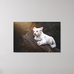 Zuid-Afrikaanse Cute White Lion Cub Canvas Afdruk