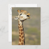 Zuid-Afrikaanse giraffe (Giraffa camelopardalis) Briefkaart (Voorkant / Achterkant)