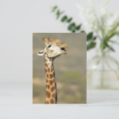 Zuid-Afrikaanse giraffe (Giraffa camelopardalis) Briefkaart (Staand voorkant)