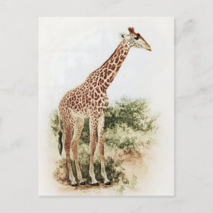  Zuid-Afrikaanse Giraffe Meadow Briefkaart