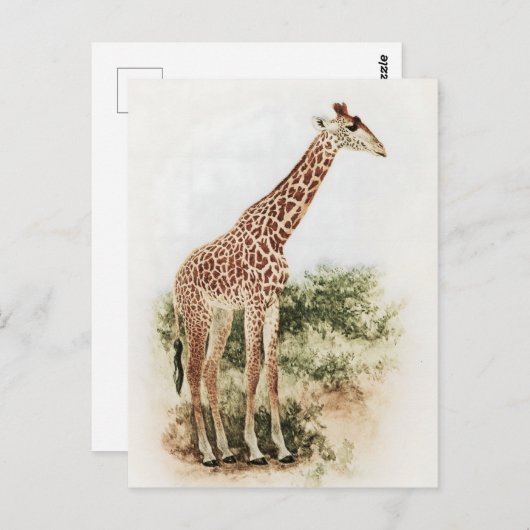 Zuid-Afrikaanse Giraffe Meadow Briefkaart (Voorkant / Achterkant)