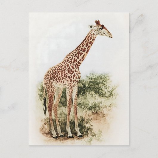 Zuid-Afrikaanse Giraffe Meadow Briefkaart (Voorkant)
