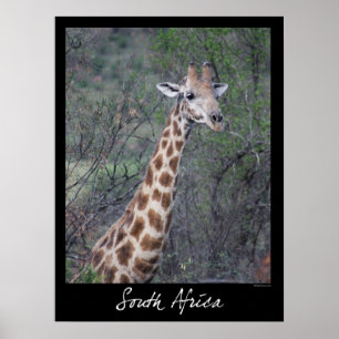 Zuid-Afrikaanse Giraffe Poster