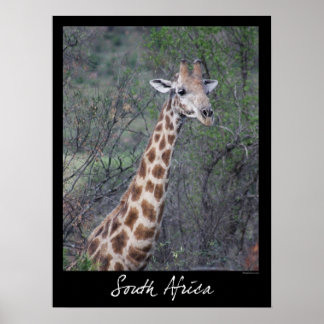 Zuid-Afrikaanse Giraffe Poster