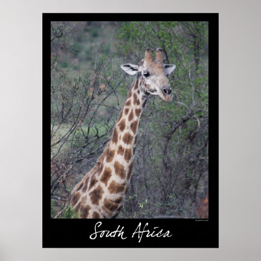 Zuid-Afrikaanse Giraffe Poster (Voorkant)