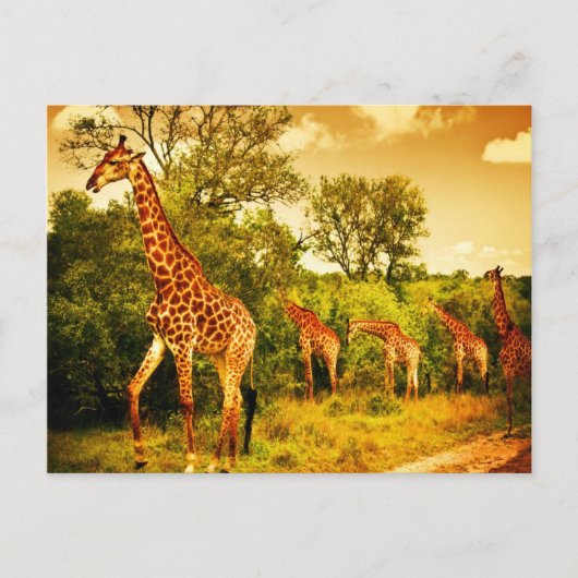 Zuid-Afrikaanse giraffen Briefkaart (Voorkant)