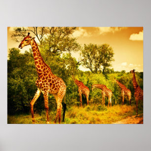 Zuid-Afrikaanse giraffen Poster
