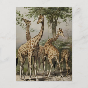  Zuid-Afrikaanse Giraffes Briefkaart