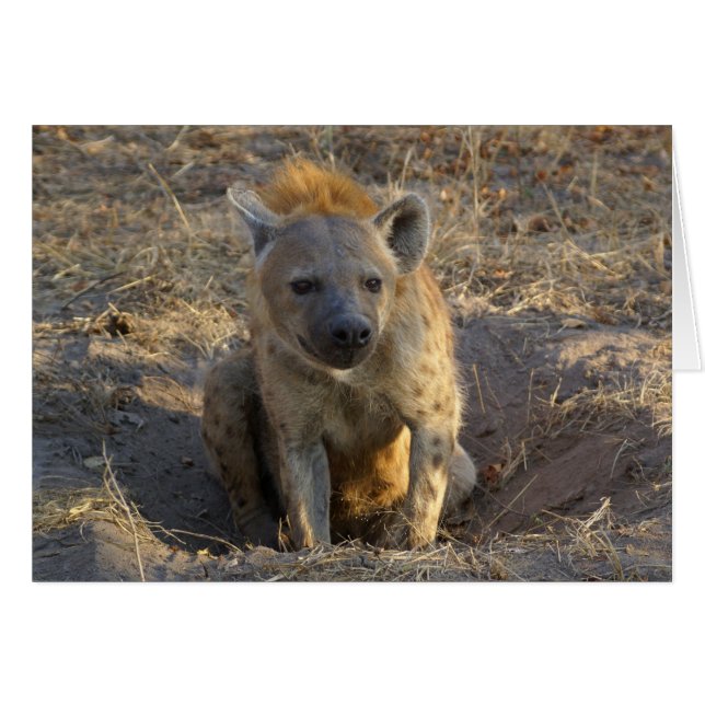 Zuid-Afrikaanse Hyena (Voorkant Horizontaal)