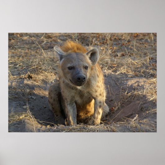 Zuid-Afrikaanse Hyena Poster (Voorkant)
