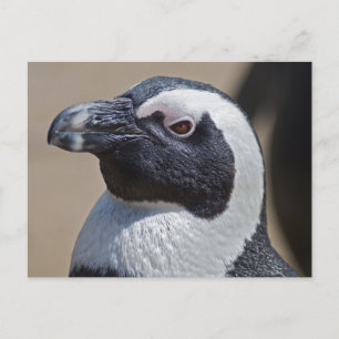 Zuid-Afrikaanse Pinguïn Ansichtkaart Briefkaart