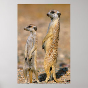 Zuid-Afrikaanse stokstertmeerkat (Suricata suricat Poster