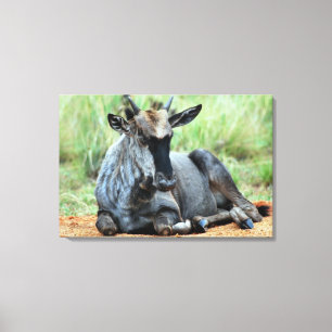 Zuid-Afrikaanse Wildebeest Canvas Afdruk